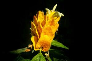 pachystachys lutea o amarillo pirulí flor. cerca arriba brillante color flor. macro o selectivo atención floreciente flores aislado en negro oscuro antecedentes. foto