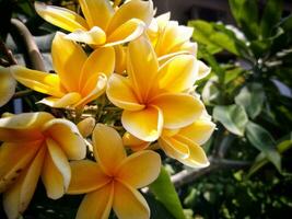 Panorama of blossoming yellow Frangipani flower background. Spring landscape of yellow Plumeria flower. Bright colorful spring flowers. Health and spa background. Summer spa concept. photo