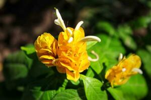 pachystachys lutea o amarillo pirulí flor. cerca arriba brillante color flor. macro o selectivo atención floreciente flores foto