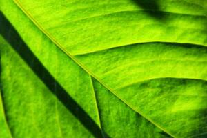 Close up leaf. Macro photography. Nature abstract leaf pattern background. Fresh green concept for advertising, business. Earth day message background image photo