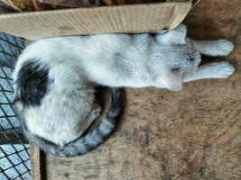 top view cute feline cat relaxing on a wooden table. photo