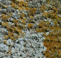 Embossed texture of the bark of fir. Photo of the fir-tree texture with moss and lichen.