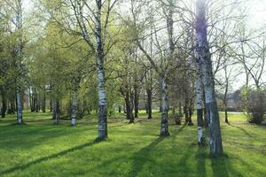 primavera en el abedul arboleda. hermosa soleado día en el bosque. primavera paisaje con verde abedul arboles foto