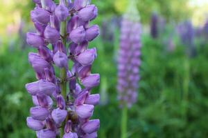 Lupines, lupine plant lupinus with pink flowers growing in a backyard garden photo