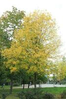 Sankt Petersburgo Rusia - 10 03 2023 otoño antecedentes paisaje. amarillo árbol, naranja rojo follaje en otoño bosque. resumen otoño naturaleza belleza escena octubre foto