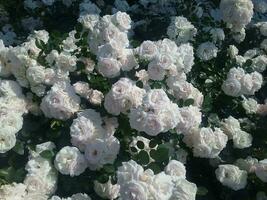 blanco Rosa arbusto cerca arriba. floreciente jardín planta debajo luz de sol con azul cielo. hermosa alpinismo alba Rosa. foto