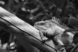 Black and white green iguana or Common iguana in the Paris zoologic park, formerly known as the Bois de Vincennes, 12th arrondissement of Paris, which covers an area of 14.5 hectares in the Paris zoo photo