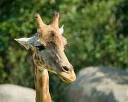 The West African giraffe skin, head shot and full body in the Paris zoologic park, formerly known as the Bois de Vincennes, 12th arrondissement of Paris, which covers an area of 14.5 hectares photo