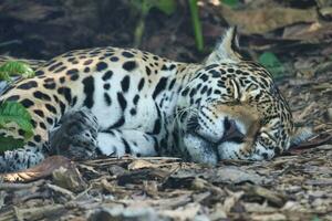 The jaguar, Panthera onca sleeping on the ground is a carnivorous mammal from the Felidae family in the Paris zoologic park, formerly known as the Bois de Vincennes, 12th arrondissement of Paris photo