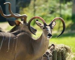 Kudu bull in the Paris zoologic park, formerly known as the Bois de Vincennes, 12th arrondissement of Paris, which covers an area of 14.5 hectares photo