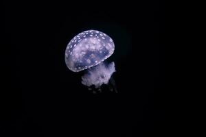 Paris aquarium, Fried Egg Jellies are a fairly hardy and resilient species photo