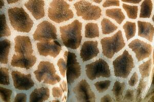 The West African giraffe skin closeup in the Paris zoologic park, formerly known as the Bois de Vincennes, 12th arrondissement of Paris, which covers an area of 14.5 hectares 13 photo