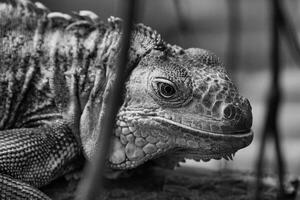 Black and white green iguana or Common iguana in the Paris zoologic park, formerly known as the Bois de Vincennes, 12th arrondissement of Paris, which covers an area of 14.5 hectares in the Paris zoo photo