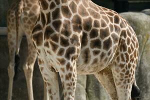 The West African giraffe skin, head shot and full body in the Paris zoologic park, formerly known as the Bois de Vincennes, 12th arrondissement of Paris, which covers an area of 14.5 hectares photo