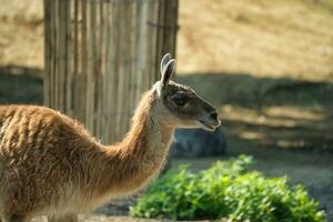 vikuna, lama vicuña, 2, en el París zoológico parque, antes conocido como el bois Delaware vincennes, 12mo distrito de París, cuales cubre un zona de 14.5 hectáreas foto