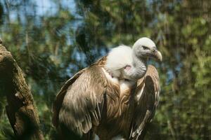Griffon vulture, Eurasian griffon in the Paris zoologic park, formerly known as the Bois de Vincennes, 12th arrondissement of Paris, which covers an area of 14.5 hectares photo