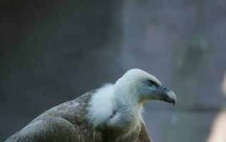 Griffon vulture, Eurasian griffon in the Paris zoologic park, formerly known as the Bois de Vincennes, 12th arrondissement of Paris, which covers an area of 14.5 hectares photo