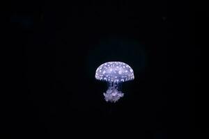 Paris aquarium, Fried Egg Jellies are a fairly hardy and resilient species photo