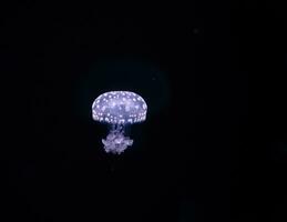 Paris aquarium, Fried Egg Jellies are a fairly hardy and resilient species photo