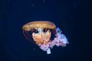 Paris aquarium, Chrysaora hysoscella, the compass jellyfish, is a common species of jellyfish that inhabits coastal waters in temperate regions of the northeastern Atlantic Ocean, including the North photo