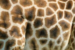 The West African giraffe skin, head shot and full body in the Paris zoologic park, formerly known as the Bois de Vincennes, 12th arrondissement of Paris, which covers an area of 14.5 hectares photo