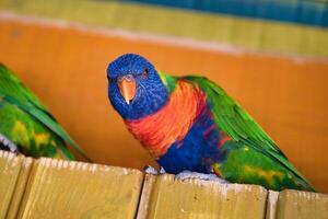 Jardine d'acclimatation, France, Rainbow lorikeet, is a species of parrot found in Australia. It is common along the eastern seaboard, from northern Queensland to South Australia. photo