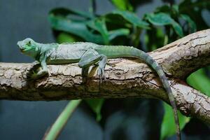 The plumed basilisk in the Paris zoologic park, formerly known as the Bois de Vincennes, 12th arrondissement of Paris, which covers an area of 14.5 hectares photo