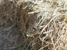 hay dry rice tree brown color photo