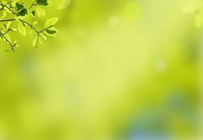 nature fresh greenery background photo