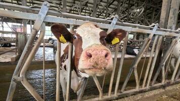 A brown white cow is looking into the camera. Japanese farm video