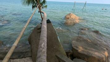 Walking on a leaning palm tree above the sea on a tropical island Lai Son video