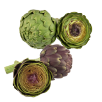 fresh artichoke cut out isolated transparent background png