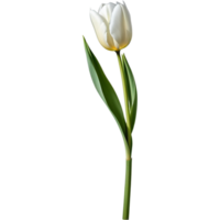White tulips illustration. AI Generative png