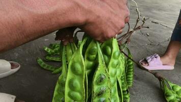 ein indonesisch Mann ist wählen petai Parkia speciosa im ein traditionell Markt. video