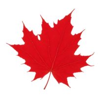 Red maple leaf on transparent. AI Generated png