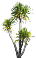 Palm tree on transparent png
