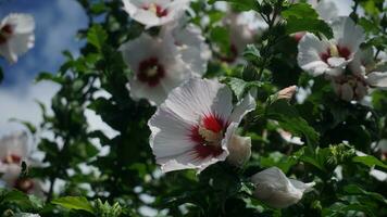 Snow-white flowers on a tree photo