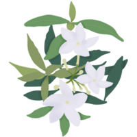 gerdenia krip jasmijn bloemen zijn bloeiend. png