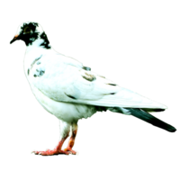 modèle logo Pigeon oiseau png