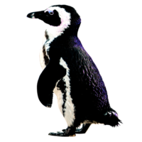 icoon logo pinguïn png