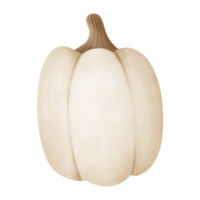 herfst waterverf illustratie van een wit pompoen png