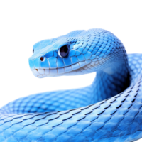 Blue viper snake isolated, viper snake ready to attack, blue insularis snake, animal close up ai generative png