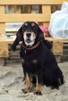 Old English cocker spaniel with brown eyes sits on the sea sand, black and tan, hunting dog. Walk and relax on the beach with an animal, companion. Close-up portrait. vertical photo