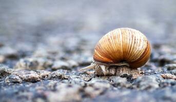 de cerca de un marrón caracol gateando a lo largo el la carretera. un caracol gateando en el asfalto, en un borroso fondo, Copiar espacio. ecología y ambiental proteccion concepto. seleccionado atención foto