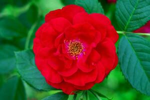 Costura Rosa excursionista es un hermosa rojo y delicado flor con un amarillo centrar y brillante hojas. variedades flamante, rojo perfume foto