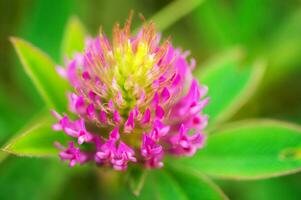 Meadow clover, or red clover Latin Trifolium pratnse is a plant from the legume family Fabaceae. Medicinal plant. Livestock feed photo