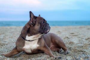 francés buldog mentiras en el arena en el playa en el noche. el perro mira a el lado. perfil vista. viaje concepto con mascotas foto