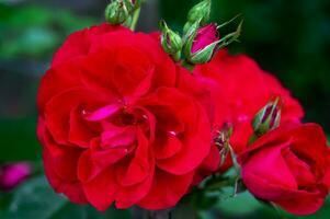 Weaving rose Rambler- an inflorescence of beautiful red and delicate flowers with bright leaves and buds. varieties Flammentanz, Red Parfum. photo