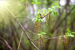 inflorescencias de hojas de ceniza arce primavera tiempo, caja mayor, boxelder arce, manitoba arce, acer negando, mayor fresno.caducifolio árbol extendido en Europa foto