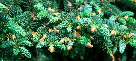 Close-up shot of blue spruce branches for background. Blue spruce fir tree branches detail. Banner image, copyspace. Shallow depth of field photo
